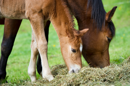 Horses Mare and Foal Mare & foal eating together